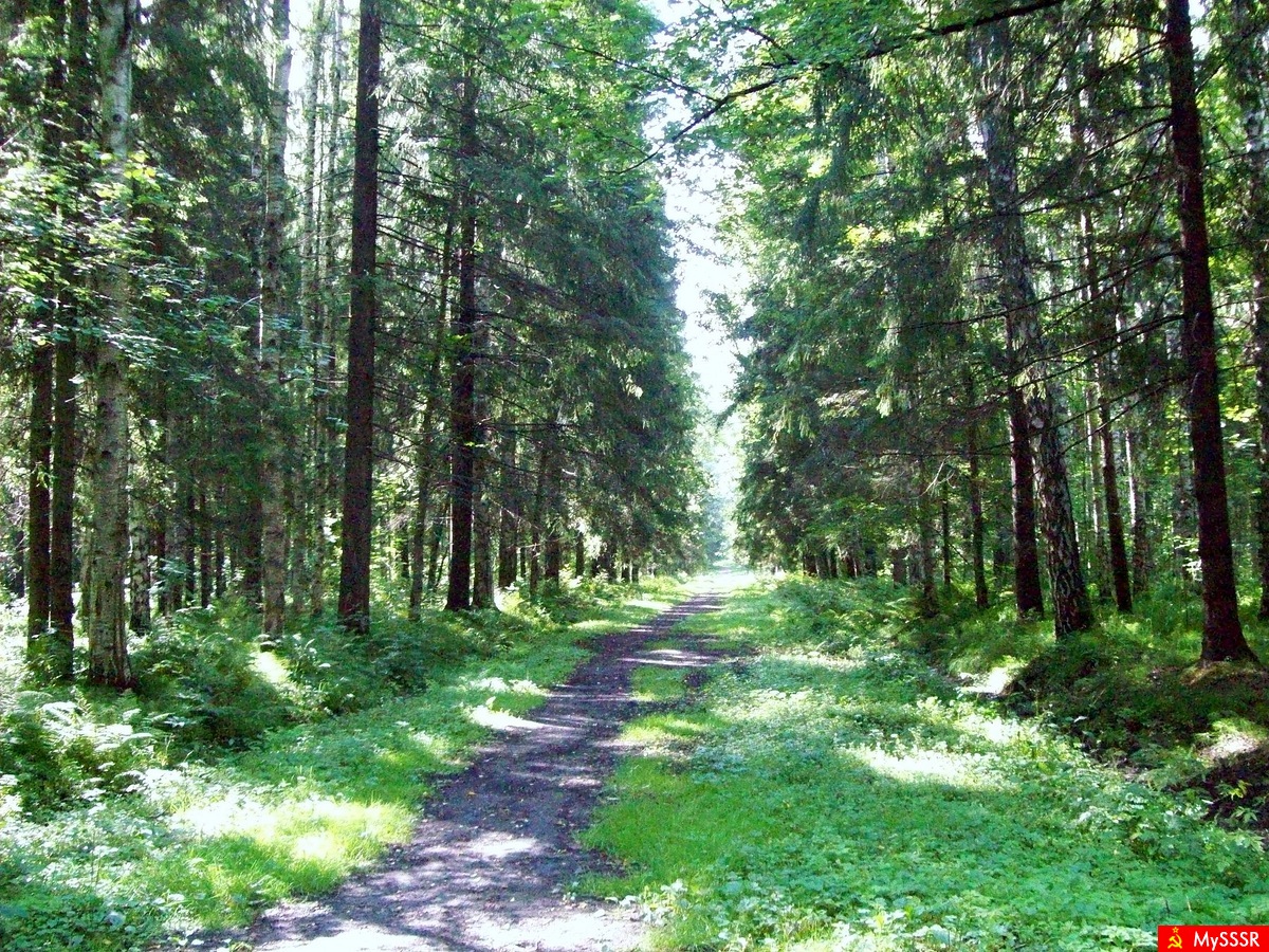 Малый лес Павловск