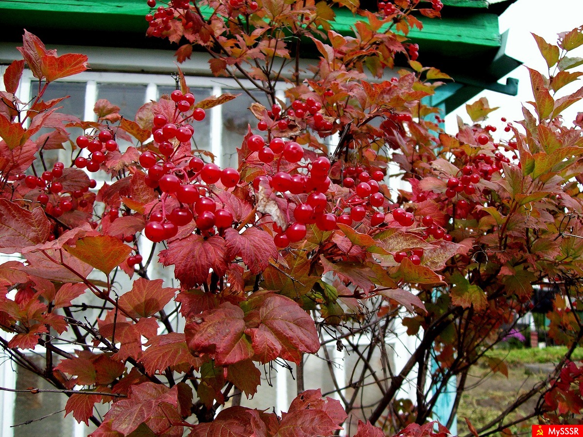 Калина с красными листьями