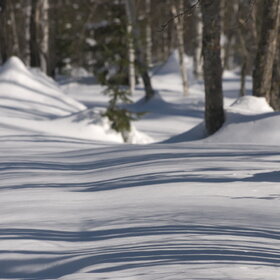 ������ ����. ���������� �� �����������