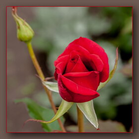 ������ ����. �������