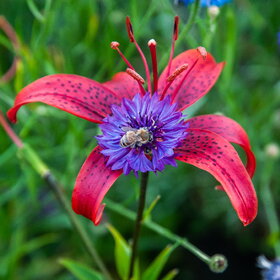 ����. ������. �������