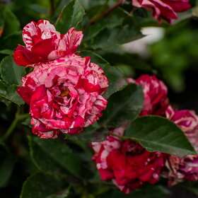 ����. ������. �������