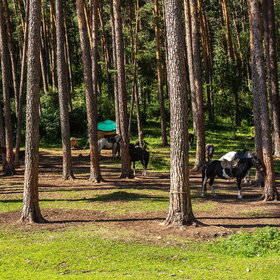 ������ ����. ���������� �� �����������