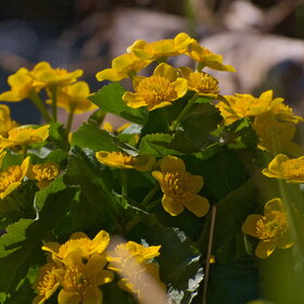 ����. ������. �������