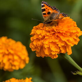 ����. ������. �������