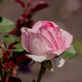 ������ ����. �������