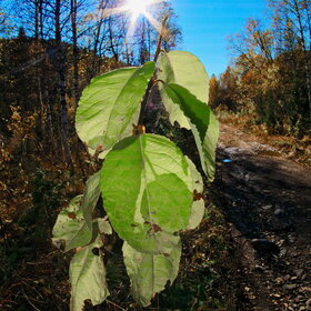 ������ ����. ���������� �� �����������