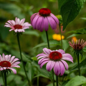 ����. ������. �������