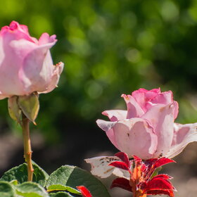 ������ ����. �������