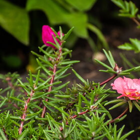 ����. ������. �������