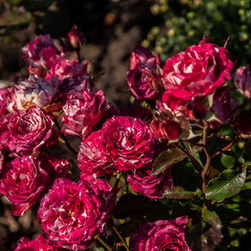 �������