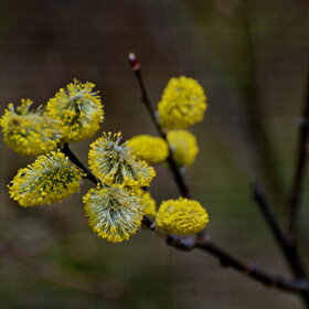 ������ ����. �������