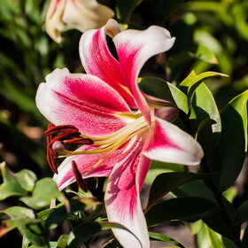 ����. ������. �������