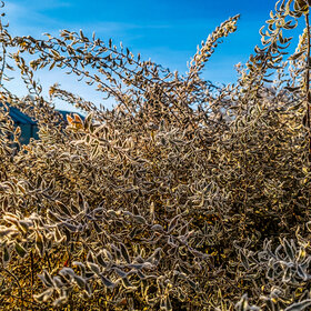 ����. ������. �������