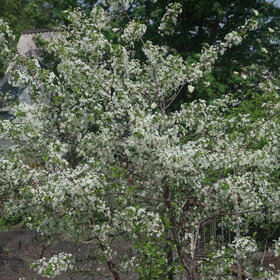 ����. ������. �������