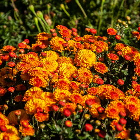 ������ ����. �������