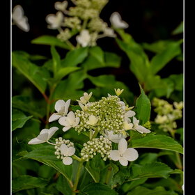 ������ ����. �������