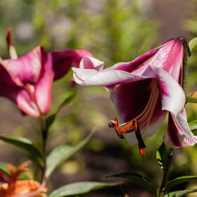 ������ ����. �������