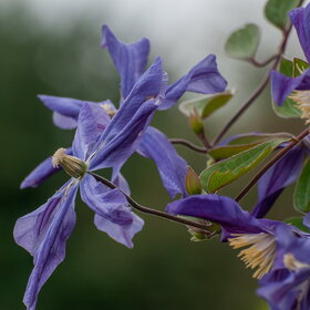 ����. ������. �������