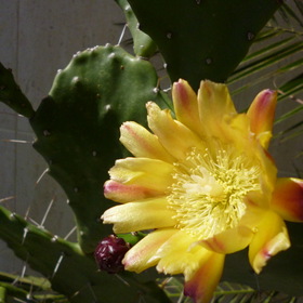 Цвет кактуса