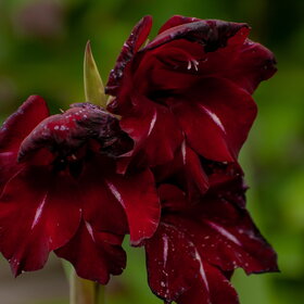 ������ ����. �������