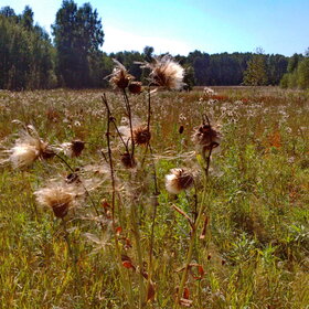 ����� ����. �������