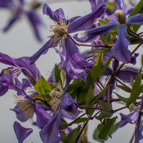 ����� ����������. �������