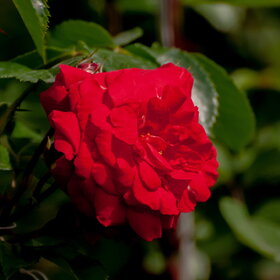 ����� ����������. �������