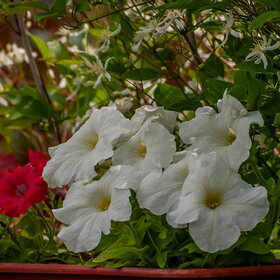 ����� ����. �������