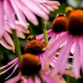 ����. ������. �������