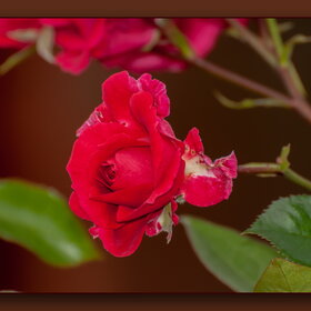 ������ ����. �������