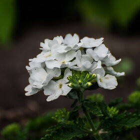 ����. ������. �������