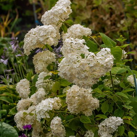 ����� ����. �������