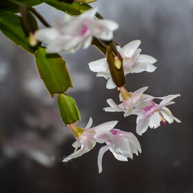 ����. ������. �������