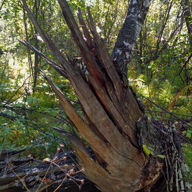 ����. ������. �������