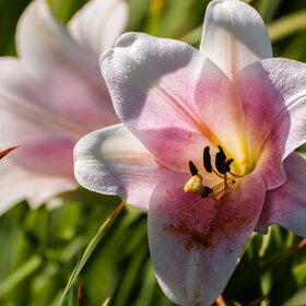 ����. ������. �������