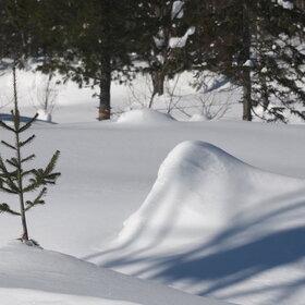 ������ ����. ���������� �� �����������