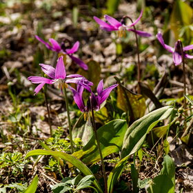 ����� ����. �������