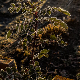 ������ ����. �������