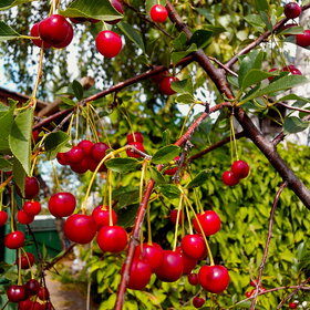 ����� ����. �������