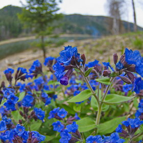 ������ ����. �������