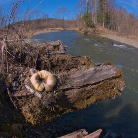 ������ ����. �������