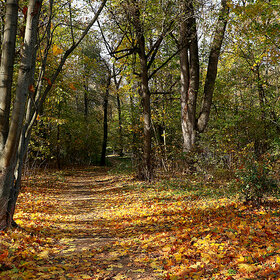 ����. ����. ����������� ����