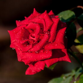 ����. ������. �������