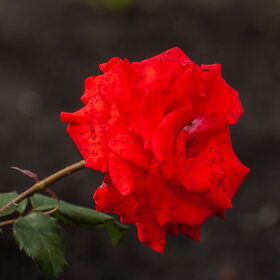 ����. ������. �������