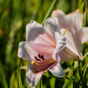 ������ ����. �������