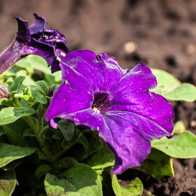 ����. ������. �������