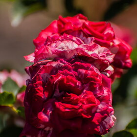 ������ ����. �������