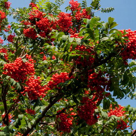 ����. ������. �������