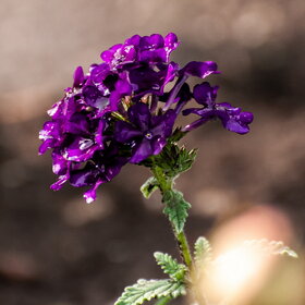 ����. ������. �������